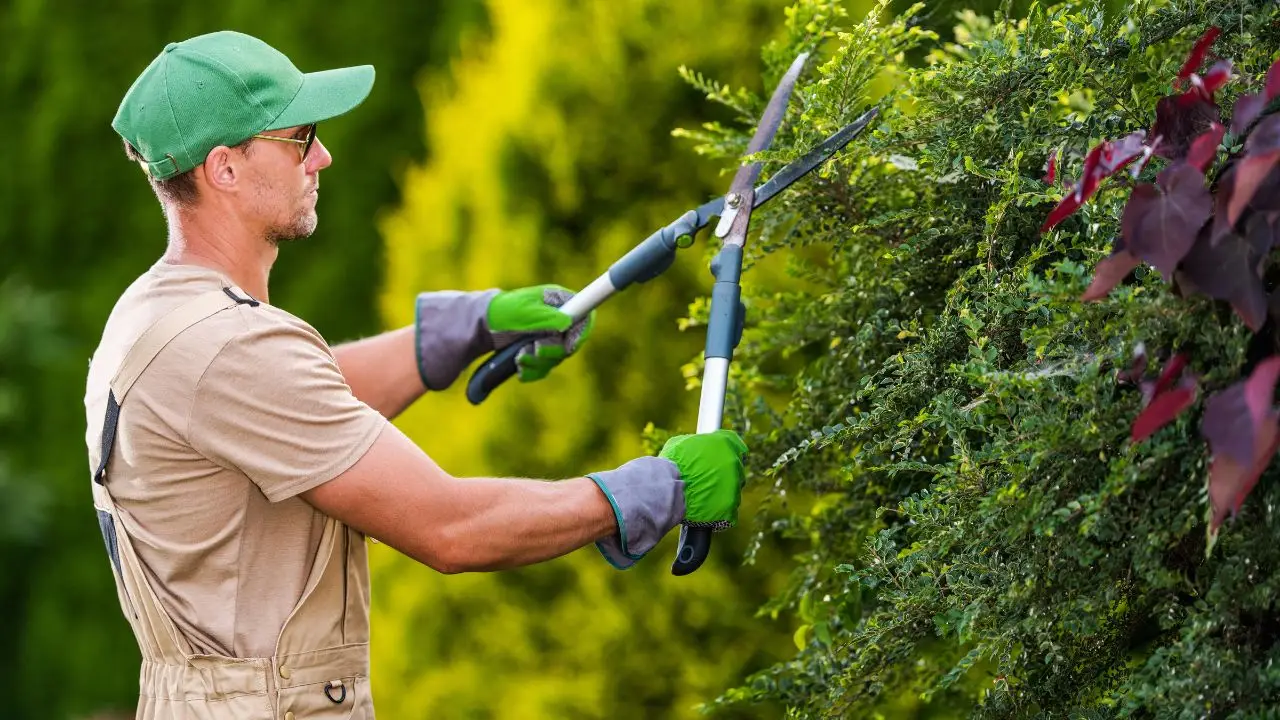 Partita IVA per giardiniere: ecco quale aprire e come funziona