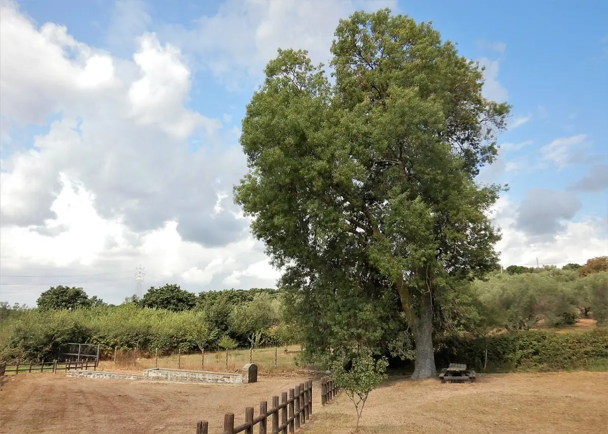 Piante rare straordinarie: scopri quali sono le più insolite che esistono al mondo