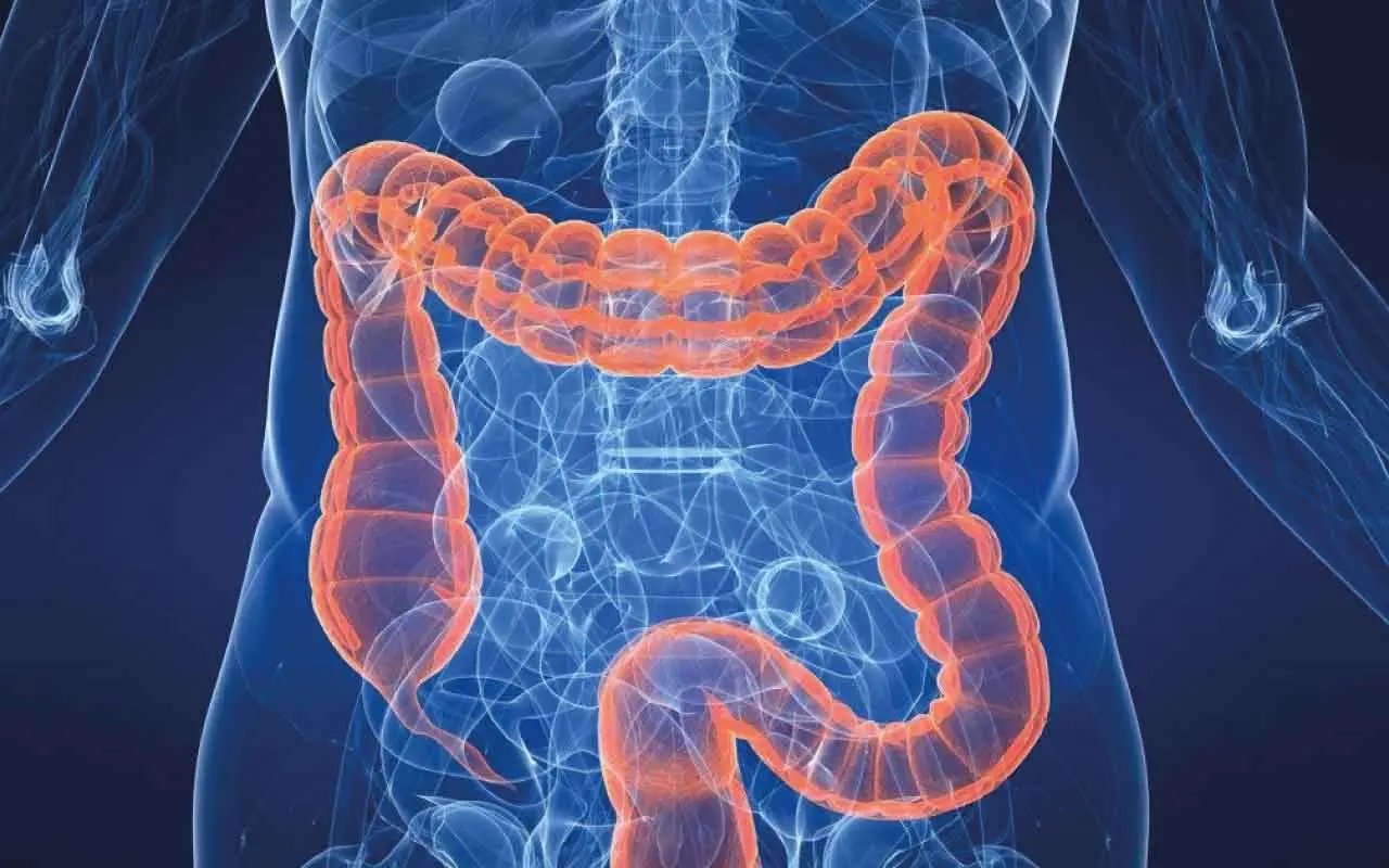 Chilo intestinale: il segreto della digestione svelato da biologi e gastroenterologi