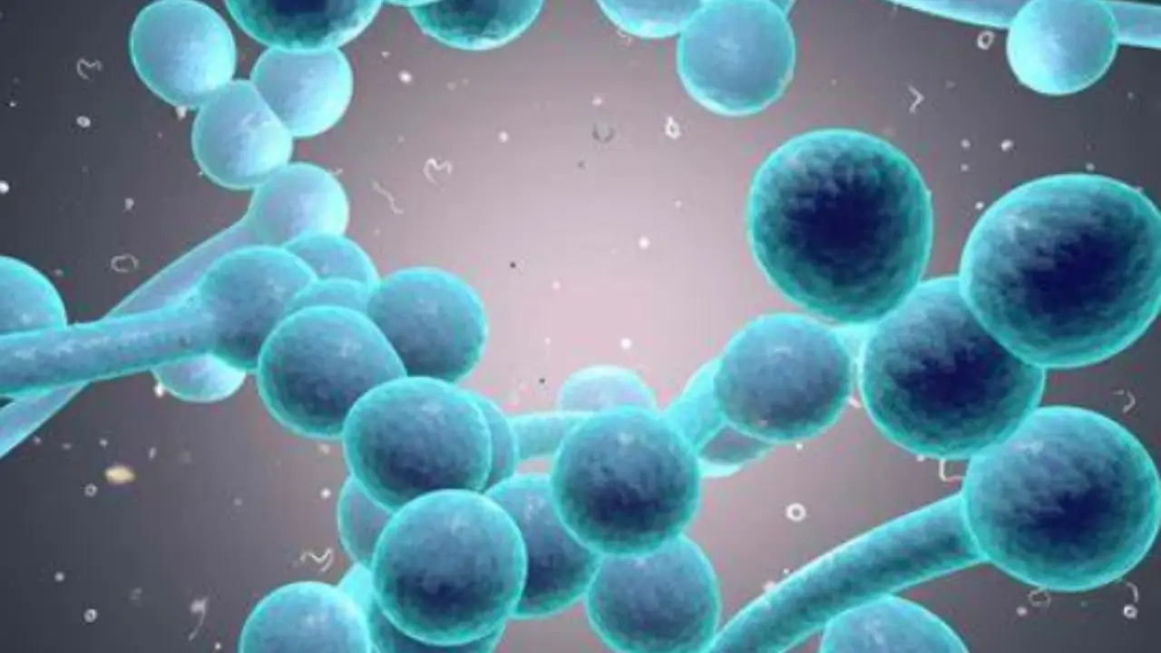 Sintomi chiave per riconoscere un’infezione e agire rapidamente