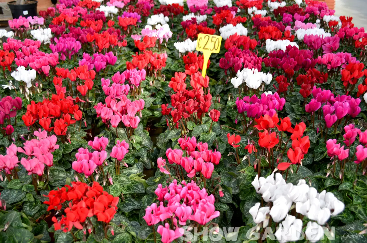 Ma sapevi che questi fiori resistono al caldo e illuminano il tuo giardino fino a settembre?