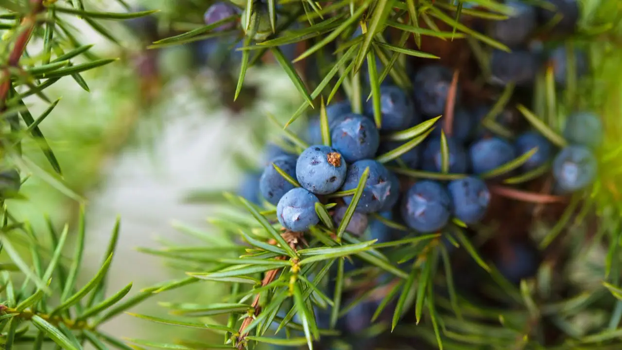 Mirto: ecco il trucco per salvarlo dal freddo e farlo rifiorire in primavera