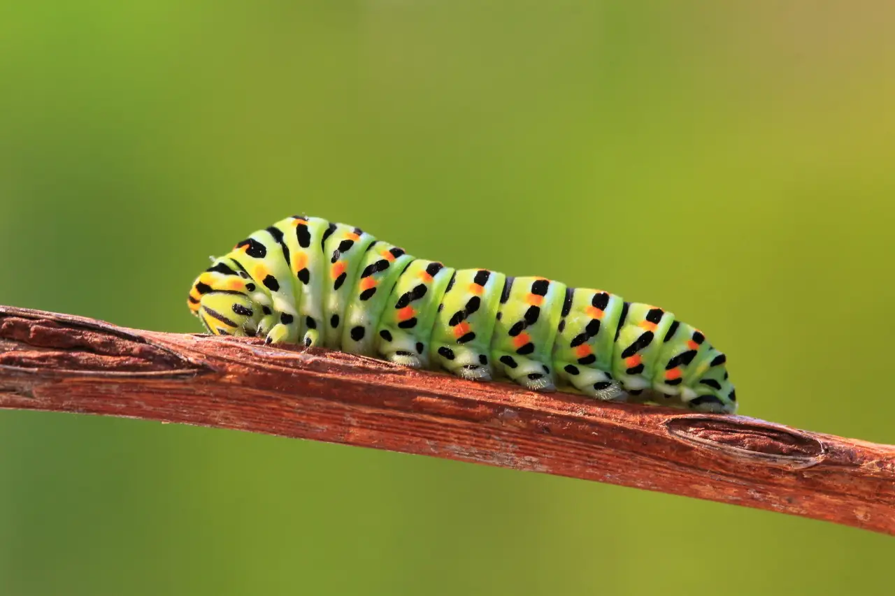 Scopri i segnali che indicano la presenza di bruchi sulle tue piante e salva il raccolto