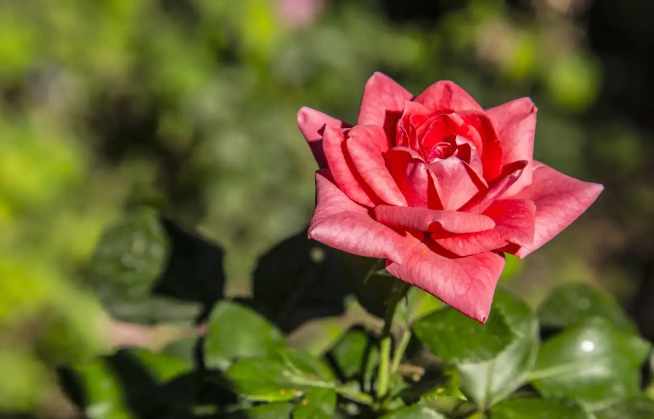 C’è davvero una rosa così rara che vale più di altre piante?