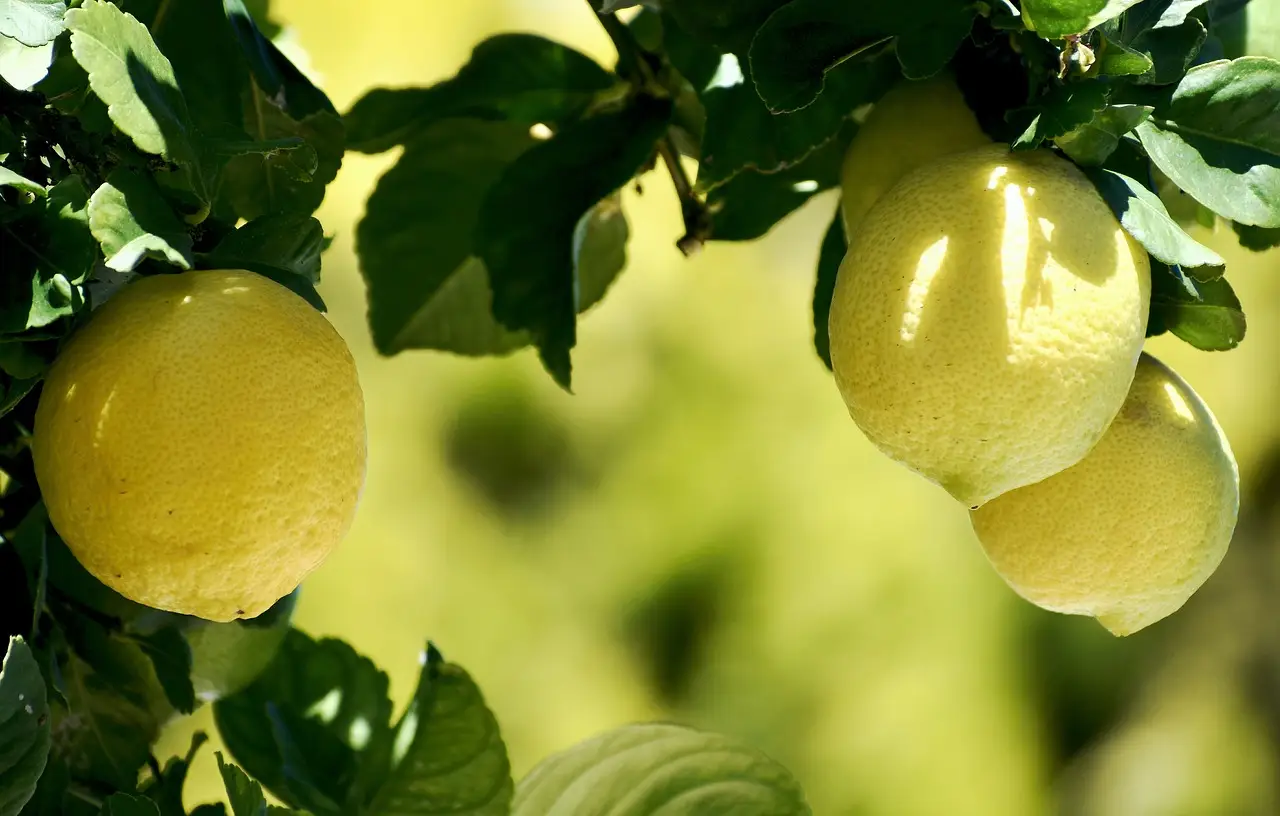 Idee su cosa piantare accanto ai limoni: le migliori specie utili e decorative