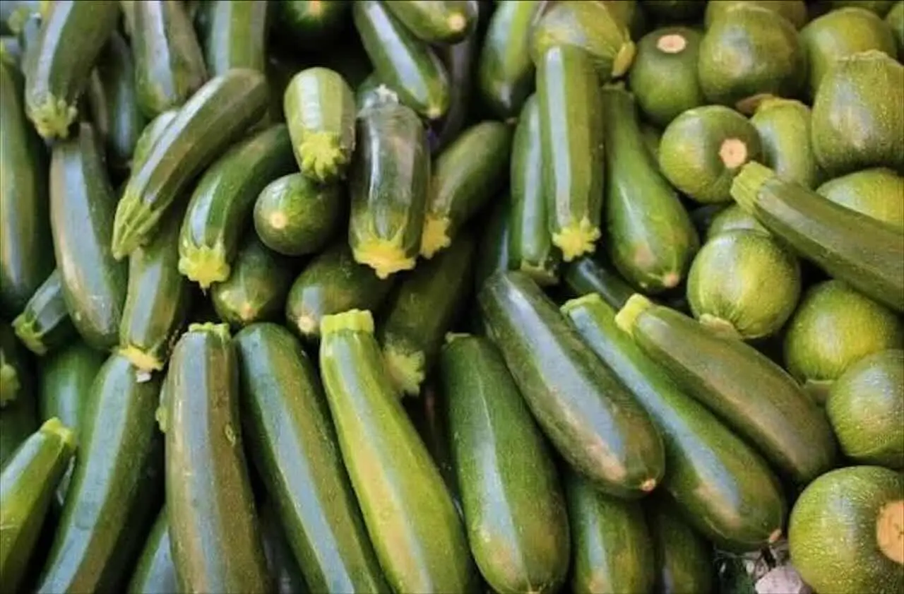 Le zucchine amano il sole: scopri dove coltivarle per raccolti abbondanti