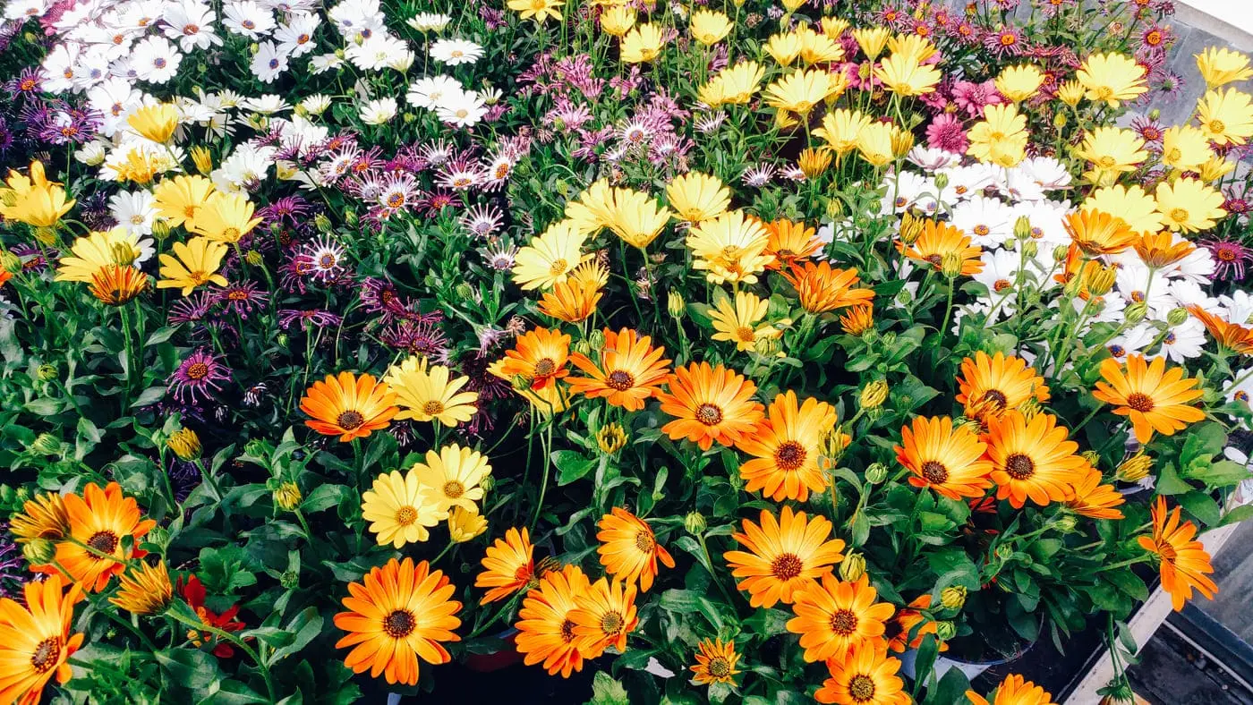 I segreti per una gazania rigogliosa: ecco come curarla in vaso