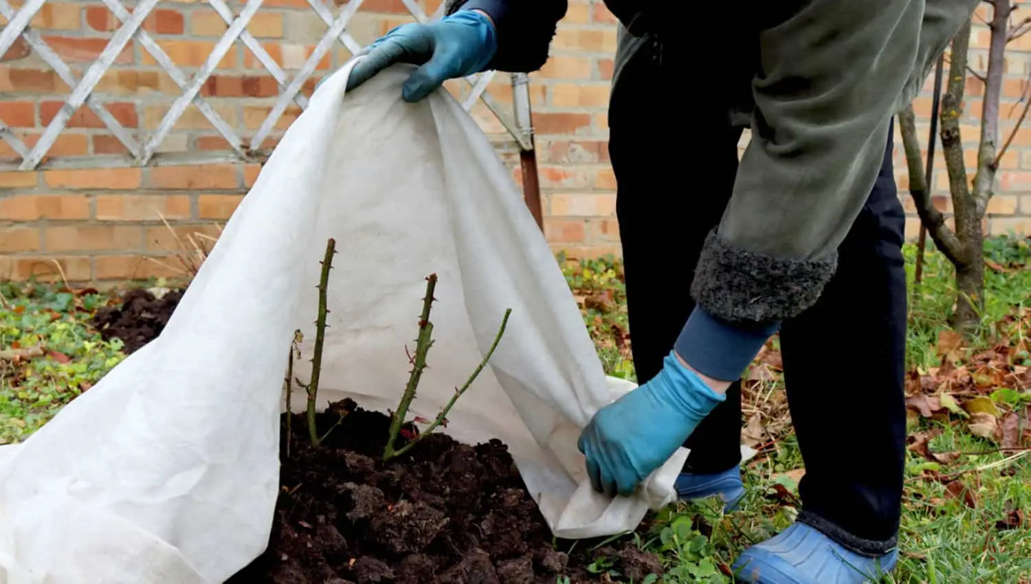 Hai lasciato il telo della pacciamatura troppo a lungo? Ecco l’errore che rovina il terreno
