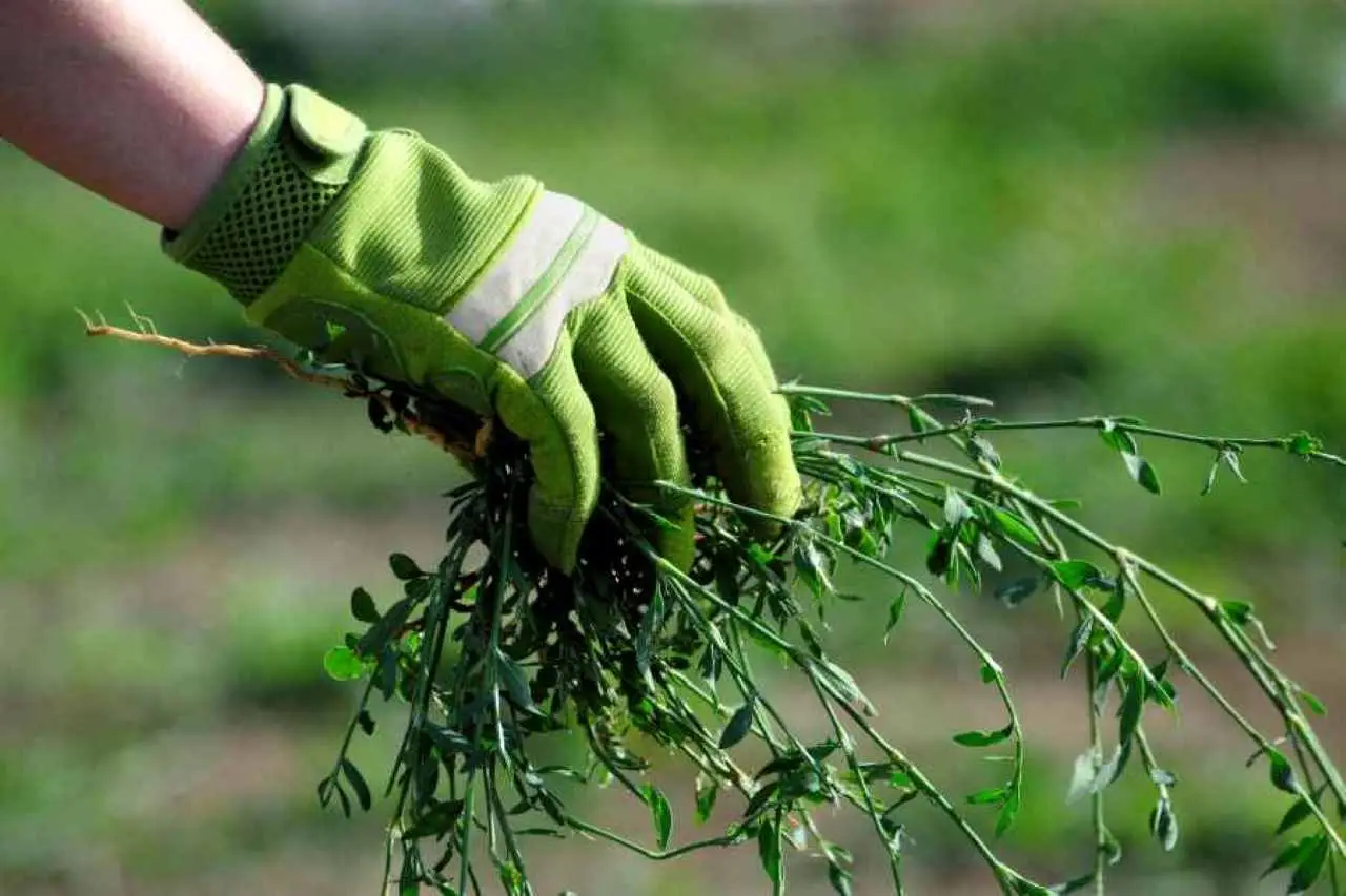 Hai sempre sbagliato a togliere le erbacce dal giardino: ecco il metodo definitivo per eliminarle