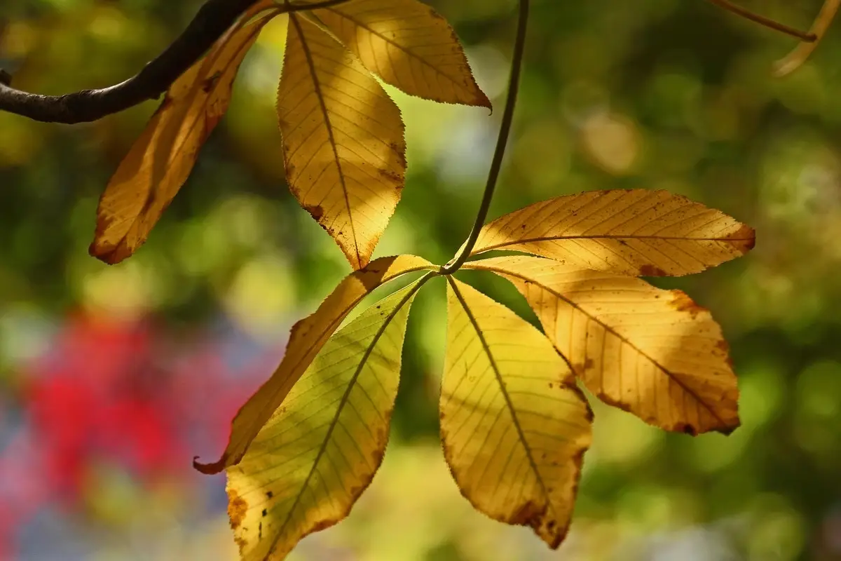 Se le foglie delle tue piante sono sbiadite e pallide ecco il problema nascosto che stai ignorando