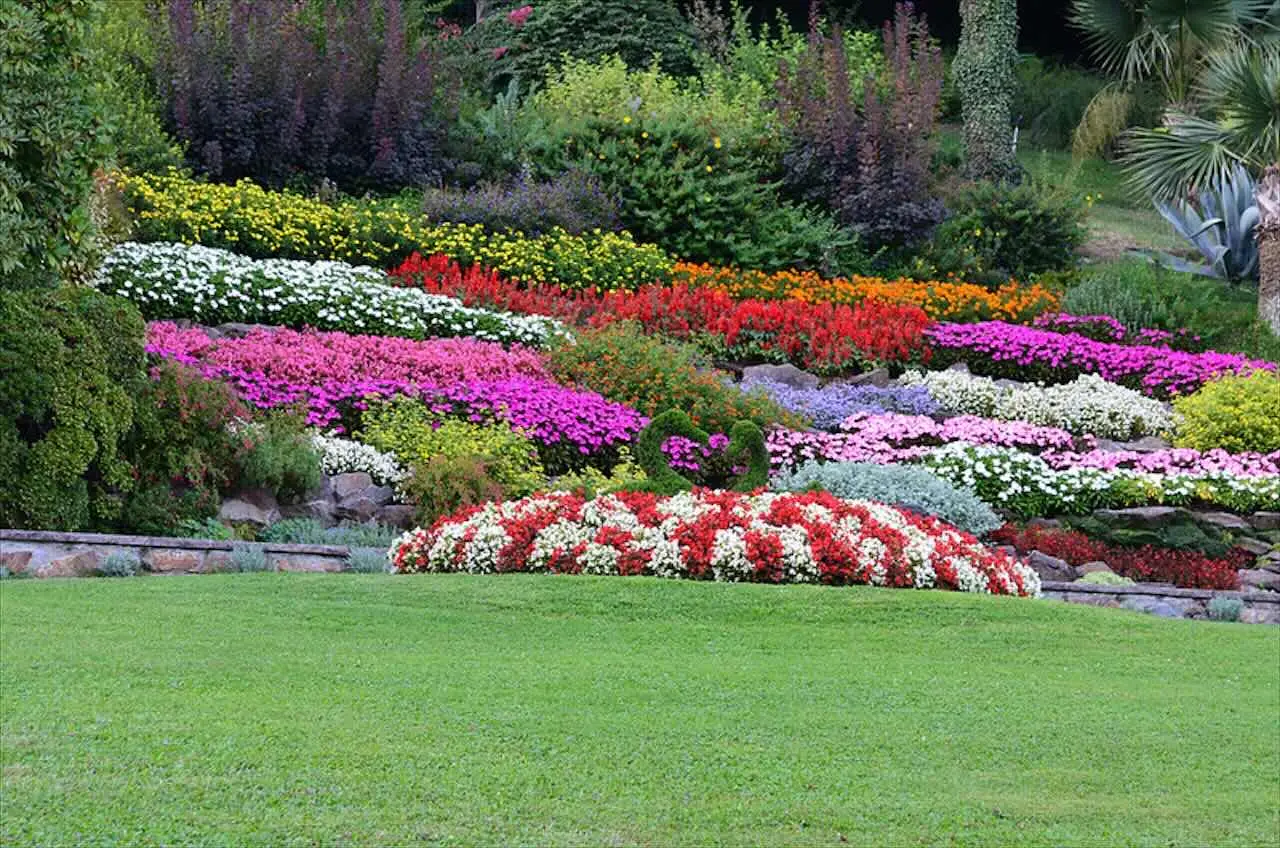 Vuoi un’esplosione di colore in giardino? Scegli questa pianta tappezzante resistente e fiorita