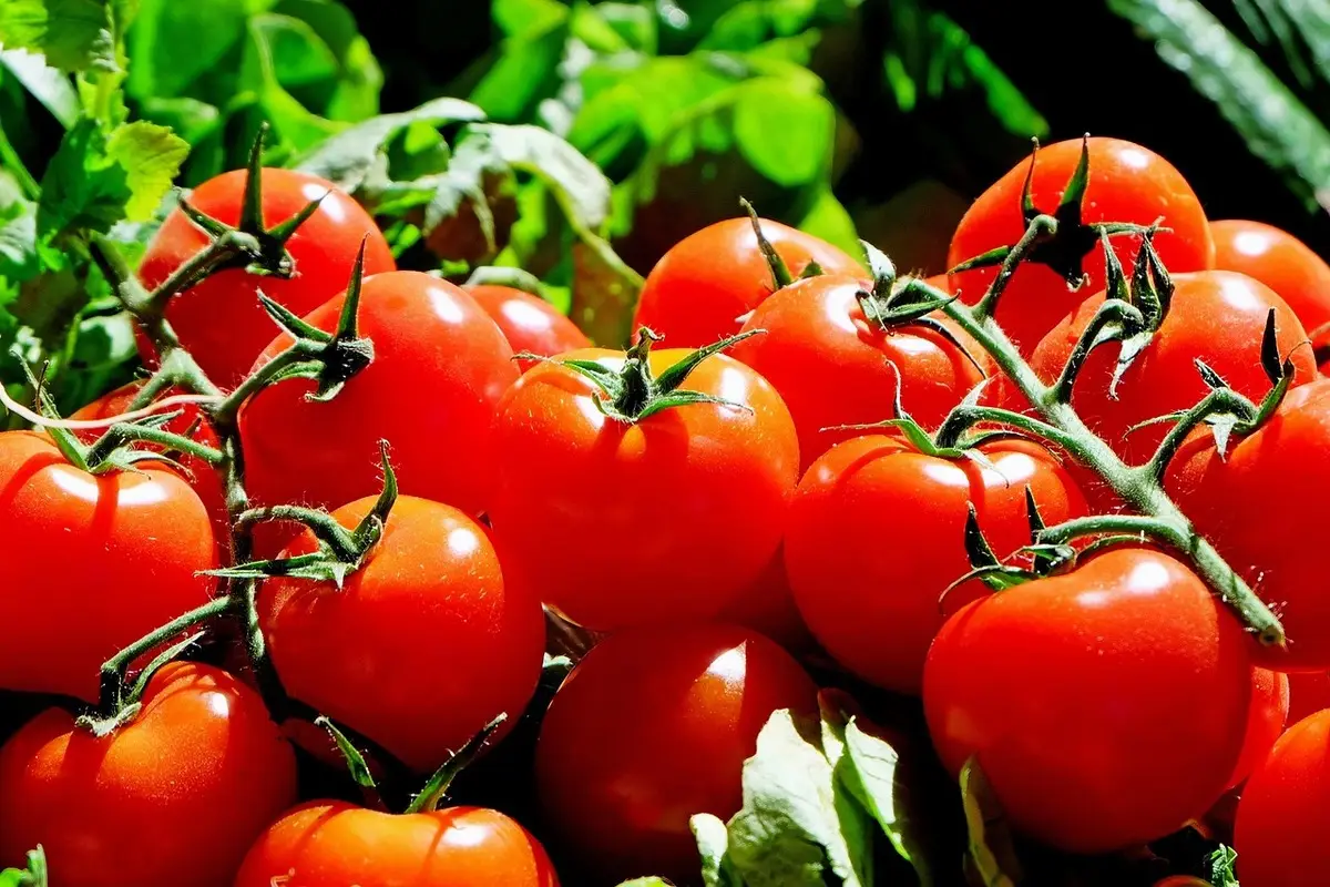 Stai usando i pali sbagliati per i pomodori: ecco quali scegliere per non spezzare le piante