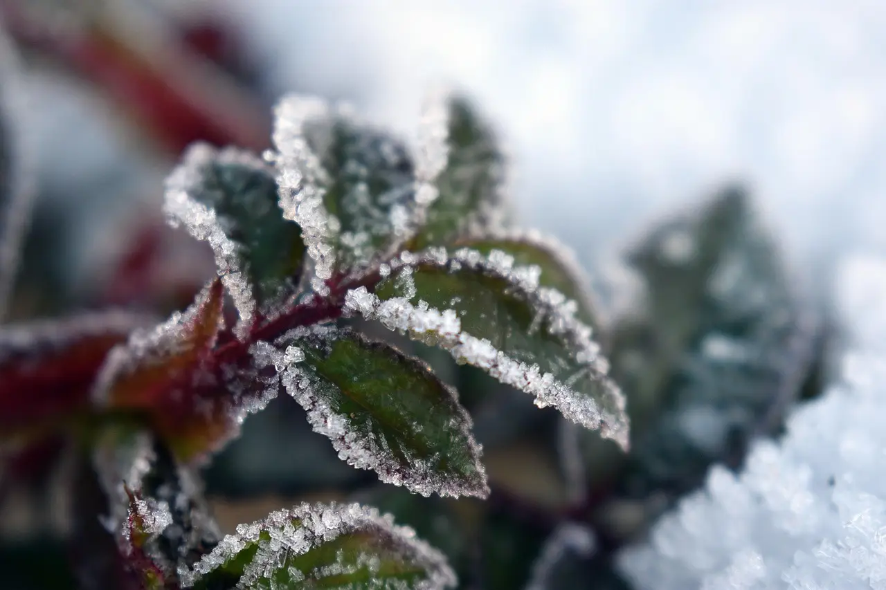 Le piante non temono il freddo: ecco la spiegazione scientifica di questa resistenza